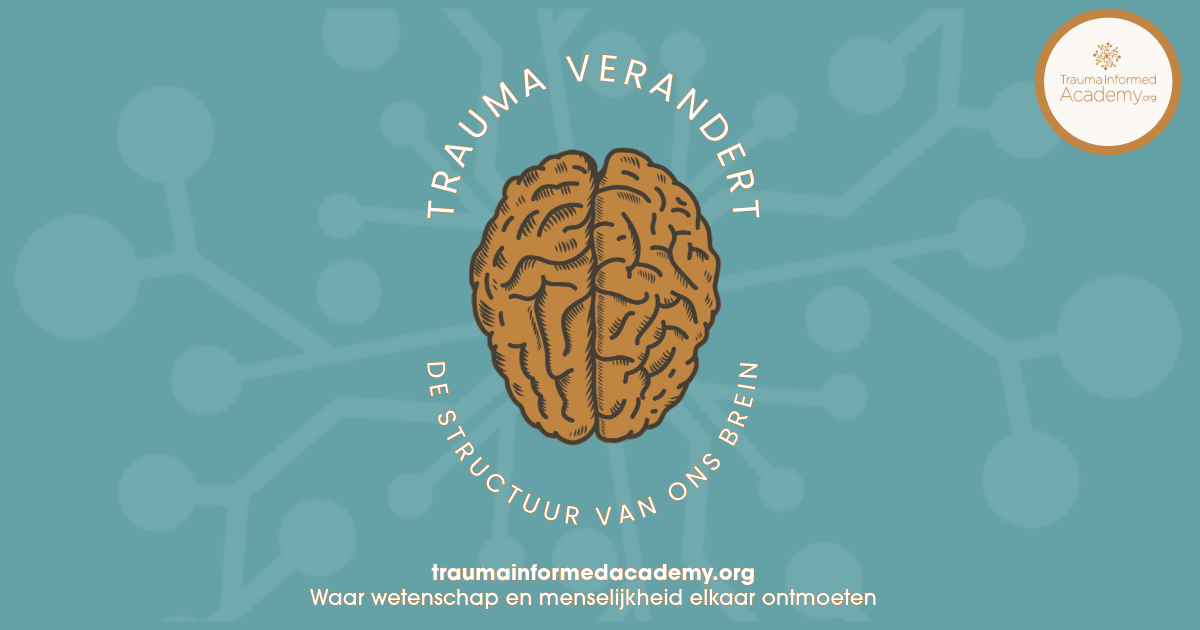 Trauma verandert Brein – liggend trauma verandert het brein, dit is neurobiologie