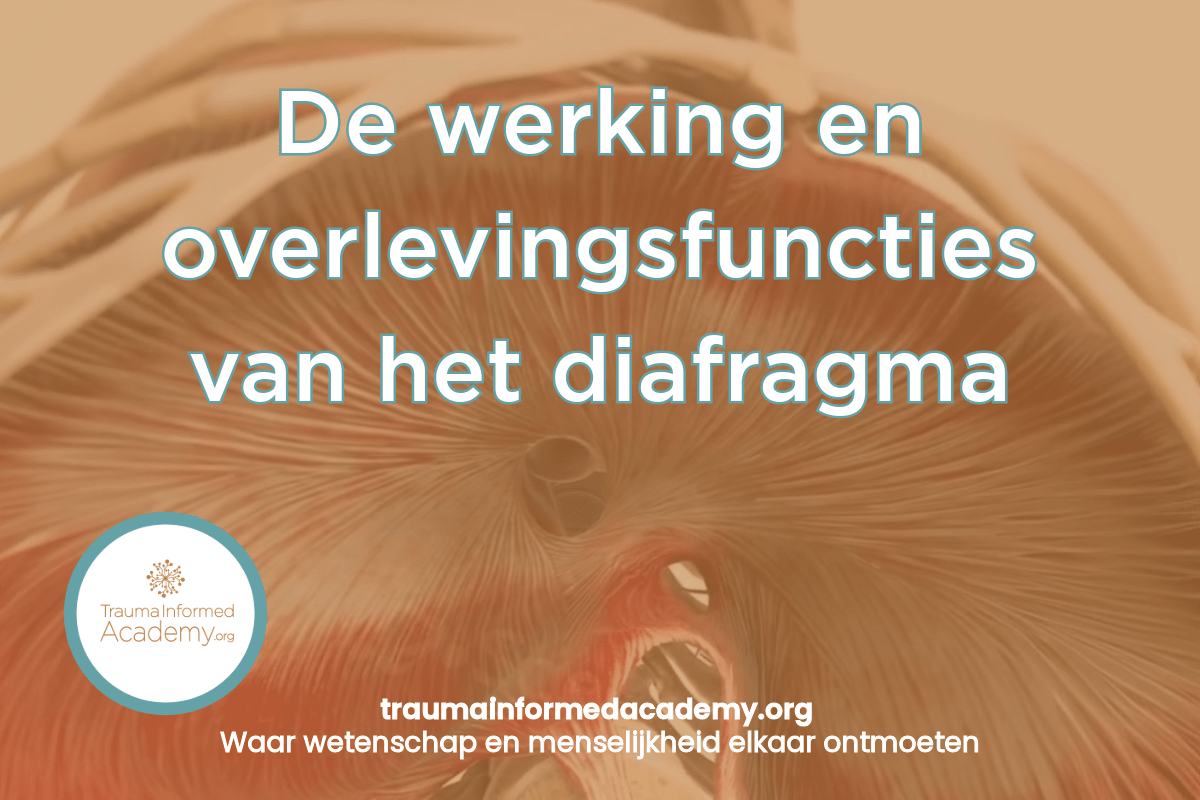De werking en overlevingsmechanismen van het diafragma